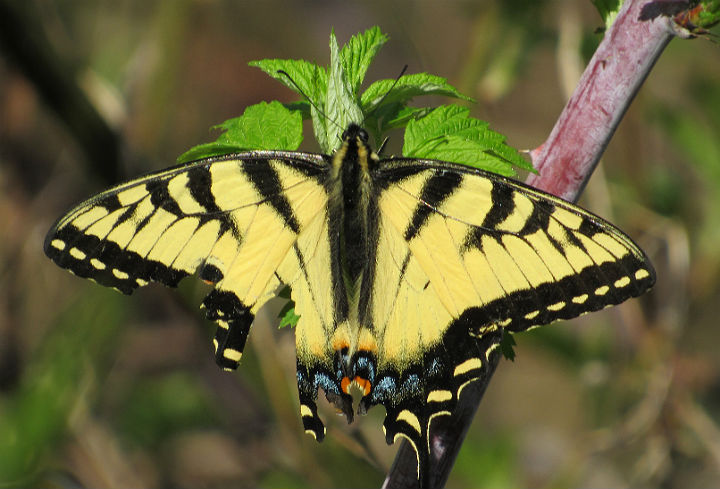 Tiger Swallowtail